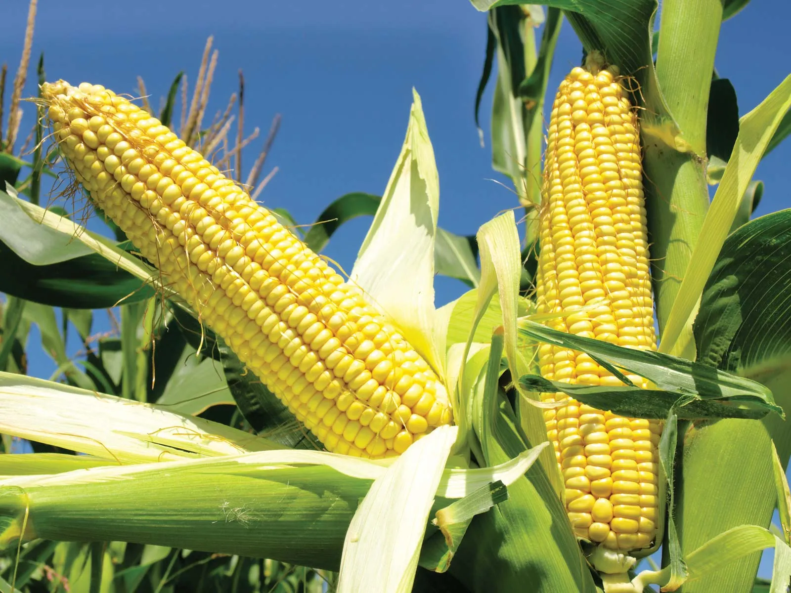 Maize crop