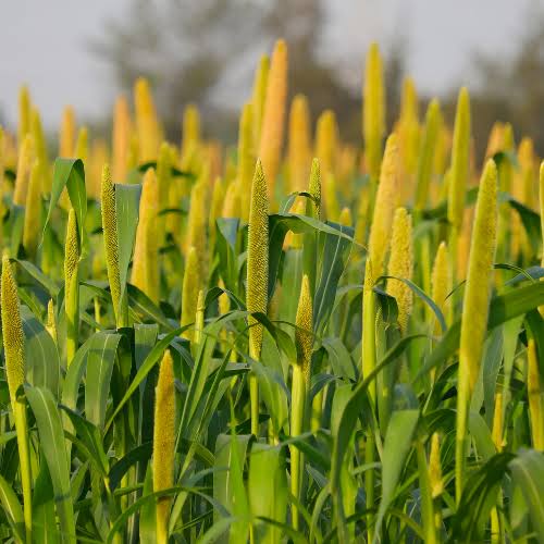 Millet crop