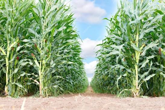 Nakuru County farmland