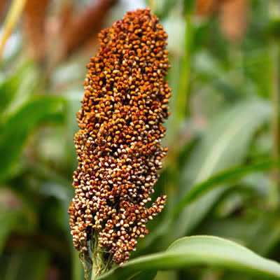 Sorghum crop