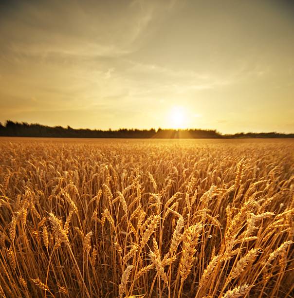 Wheat field